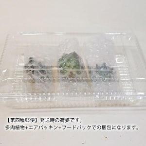 多肉植物 エケベリア属 七福美尼 しちふくびに...の詳細画像3
