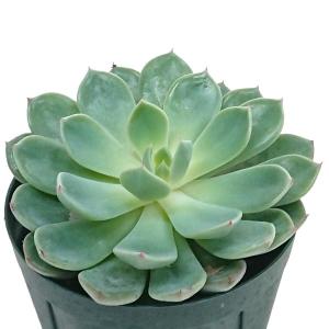 多肉植物 パキフィツム属 紫麗殿 しれいでん カット極小苗 : 花と緑の
