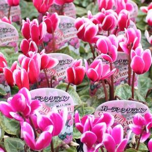 激レア模様！大輪寒葵 タイリンカンアオイ 古典園芸植物 山野草）カンアオイ（寒葵）タイリンアオイ（大輪葵） 弁天星 3号（1