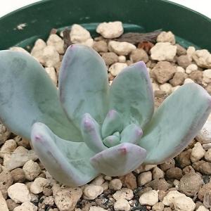 多肉植物 セダム属 銘月 めいげつ カット極小苗 meigetu0624 : 花と緑