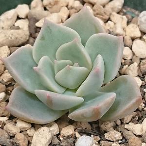 多肉植物 エケベリア属 スイレン スリョン カット極小苗 : 花と緑のは