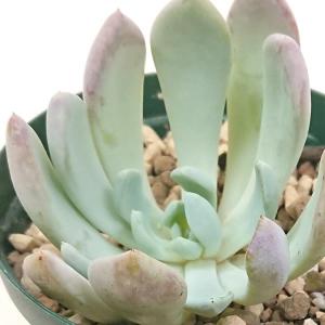 銘月 カット苗 多肉植物 セダム属 銘月 めいげつ カット極小苗 meigetu0624 : 花と緑