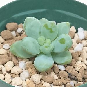 多肉植物 セダム属 春萌 はるもえ カット極小苗 : 花と緑のはなここ