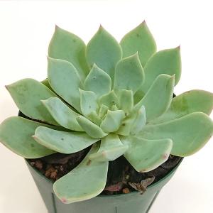 多肉植物 セダム属 サンライズマム カット極小苗 : 花と緑のはなここ