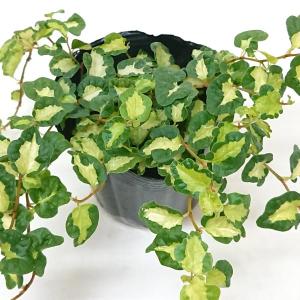 フィカス プミラ コアラ 3号苗 観葉植物 室内装飾 ギフト 贈り物 : 花