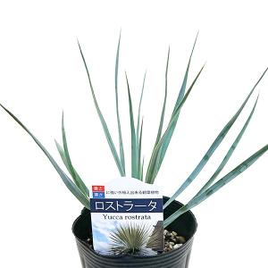 ノリナ　ネルソニー　エアーコンテナポット鉢植え　南国風　ドライガーデン 数量限定 ネルソニー ノリナ ポット大苗 耐寒性南欧風プラン : 苗木部