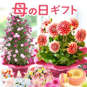 母の日 ギフト ブルーベリー rose tree 花とスイーツ プレゼント ダリア 花 鉢植え 2026 あじさい 希少 お菓子 洋菓子 スイーツ かわいい 紫陽花 60代 70代 80代