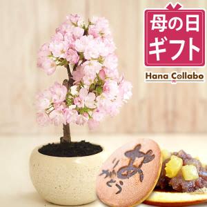 母の日 プレゼント 花 2024 盆栽 桜 鉢植え お菓子 和菓子 花とスイーツ 母の日ギフト ギフトランキング おしゃれ 50代 60代 70代 80代｜hana-collabo