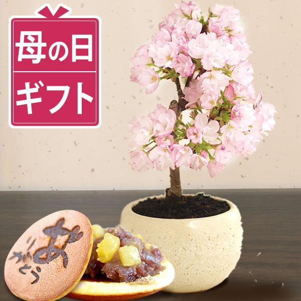 母の日 桜 盆栽 ギフト 鉢植え 花とスイーツ プレゼント 花 2026 お菓子 和菓子 ギフトセッ...
