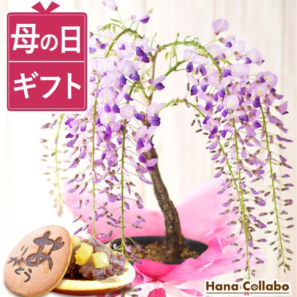 母の日 盆栽 ギフト 藤 花とスイーツ 鉢植え プレゼント 花 2026 一才藤 お菓子 和菓子 お...