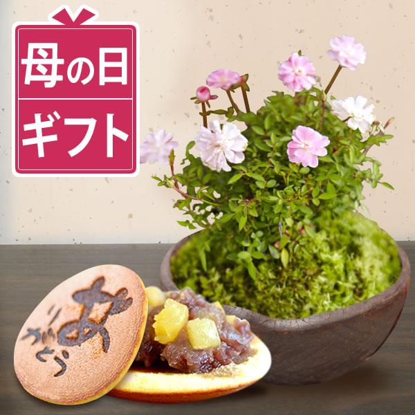 母の日 ギフト バラ 盆栽 花とスイーツ 2026 プレゼント ミニ 和バラ 薔薇 鉢植え お菓子 ...