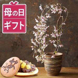 桜 盆栽 母の日 ギフト プレゼント 花 2026 枝垂れ桜 鉢植え お菓子 和菓子 母の日ギフト 花とスイーツ おしゃれ 50代 60代 70代 80代