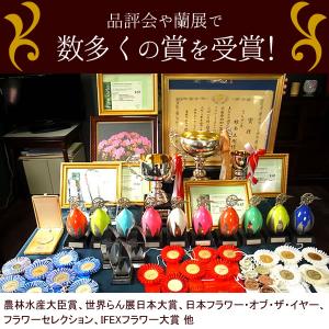ミディ胡蝶蘭 お祝い 花 お悔やみギフト 苗 ...の詳細画像1