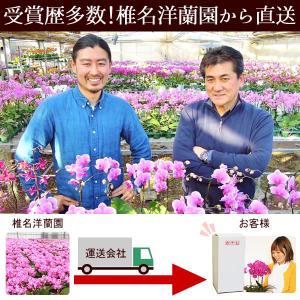 ミディ胡蝶蘭 お祝い 花 お悔やみギフト 苗 ...の詳細画像2