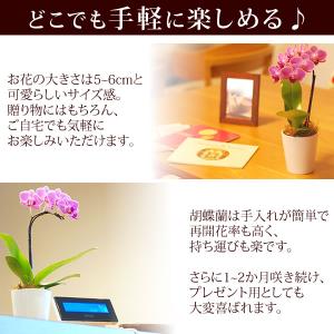ミディ胡蝶蘭 お祝い 花 お悔やみギフト 苗 ...の詳細画像3
