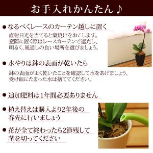 ミディ胡蝶蘭 お祝い 花 お悔やみギフト 苗 ...の詳細画像4