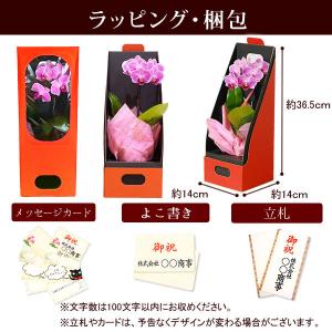 ミディ胡蝶蘭 お祝い 花 お悔やみギフト 苗 ...の詳細画像5