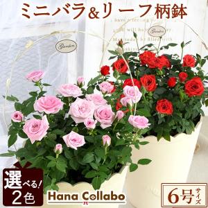 【選べる2色】ミニバラ ミニ薔薇 鉢植え バラ 誕生日プレゼント 花 6号 薔薇 母 女性 お祝い ギフト 結婚祝い 出産祝い 内祝い クリスマス 40代 50代 60代 70代｜hana-collabo