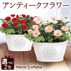 誕生日 花 バラ 鉢植え 花鉢 バラ苗 ミニバラ苗 ミニバラ ギフト 女性 プレゼント 赤 ピンク ミニ薔薇 生花 薔薇 選べる2色 母 お祝い 40代 50代 60代 70代