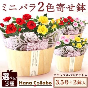 誕生日 花 バラ 鉢植え ギフト 花鉢 ミニバラ...の商品画像