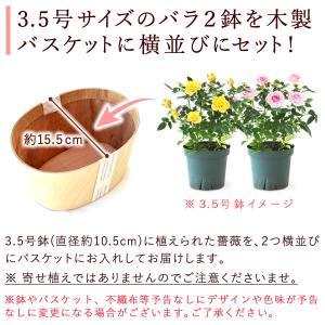 誕生日 花 バラ 鉢植え ギフト 花鉢 ミニバ...の詳細画像2