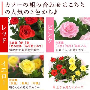 誕生日 花 バラ 鉢植え ギフト 花鉢 ミニバ...の詳細画像3