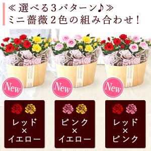 誕生日 花 バラ 鉢植え ギフト 花鉢 ミニバ...の詳細画像4