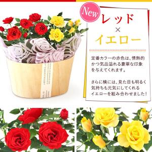 誕生日 花 バラ 鉢植え ギフト 花鉢 ミニバ...の詳細画像5