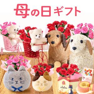 母の日 猫 ギフト 花とスイーツ 花 2026 カーネーション プレゼント 犬 鉢植え お菓子 洋菓子 花とお菓子 かわいい アニマル 動物 50代 60代 70代 80代