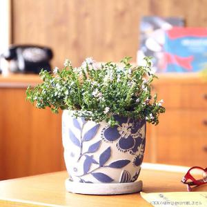 舟型ラウンドプランター 寄せ植え 鉢 約8号（穴有） : 花苗園芸店