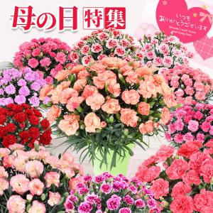 母の日 ギフト 花 カーネーション 2025 プレゼント 5号鉢  ギフトボックス付き 送料無料