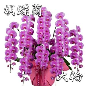 胡蝶蘭 ピンク大輪 8本立ち 72輪以上(つぼみ込み) 祝い 開店 開業 開院 移転 就任 昇進 退職 当選 受賞 贈り物 お供え 誕生日 還暦 コチョウラン こちょうらん