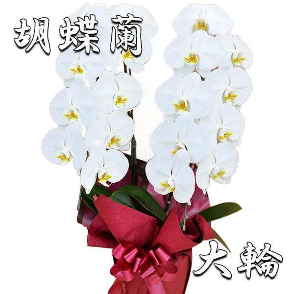 胡蝶蘭 白大輪 ２本立ち 18輪以上(つぼみ込み) 祝い 開店 開業 開院 移転 就任 昇進 退職 ...