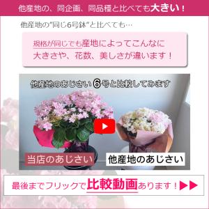 遅れてごめんね 母の日 紫陽花 プレゼント あ...の詳細画像4