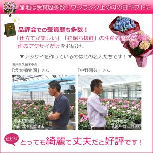 遅れてごめんね 母の日 紫陽花 プレゼント あ...の詳細画像5