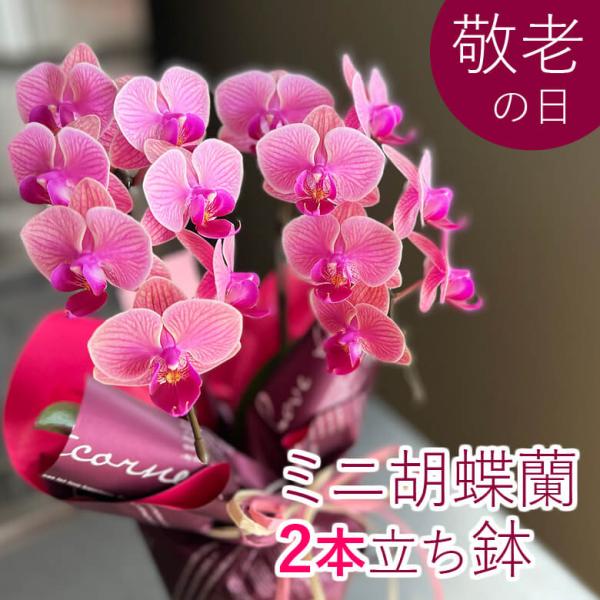 ミニ胡蝶蘭 2本立ち 敬老の日 鉢植え プレゼント 贈り物 誕生日 開店 退職 お祝い 御供え お供...