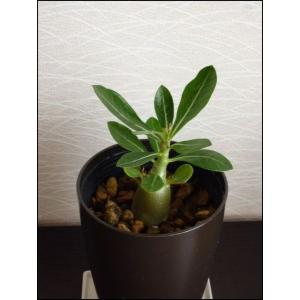 アデニウム オベッスム 八重花 実生1年株 01 花ジッポー 通販 Yahoo ショッピング