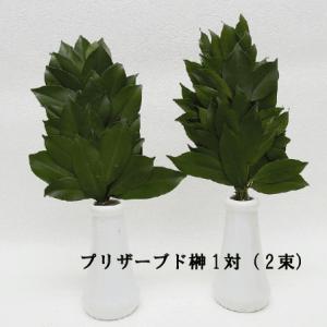 お取り寄せ可能商品　水やり不要 プリザーブド榊(1対2束袋入) (生木をプリザーブド加工した束)