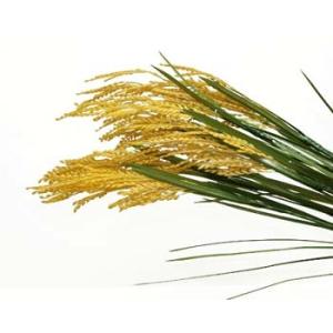 造花の店azuma ヤフー店 稲穂 あ行 Yahoo ショッピング