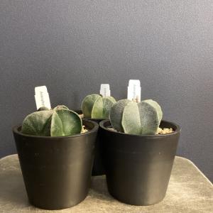 選べる 観葉植物 多肉植物 サボテン アストロフィツム ランポー玉 鸞鳳玉 Astrophytum Myriostigma インテリア 素敵なプランツ Y 1215 Hanabisou 通販 Yahoo ショッピング