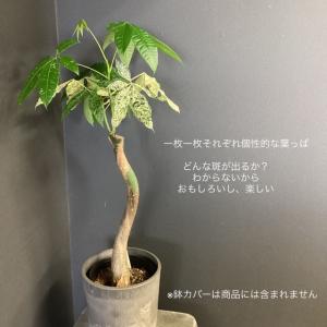 選べる 観葉植物 パキラ ミルキーウェイ 斑入り...の商品画像