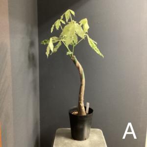 選べる 観葉植物 パキラ ミルキーウェイ 斑入...の詳細画像1