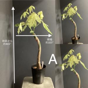 選べる 観葉植物 パキラ ミルキーウェイ 斑入...の詳細画像2