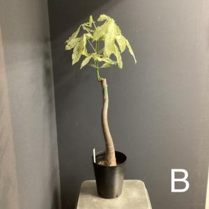 選べる 観葉植物 パキラ ミルキーウェイ 斑入...の詳細画像3