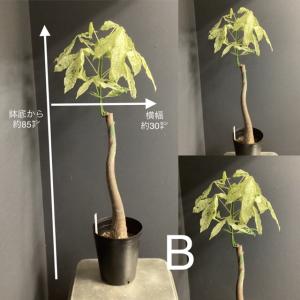 選べる 観葉植物 パキラ ミルキーウェイ 斑入...の詳細画像4