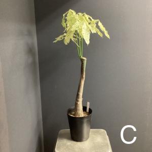 選べる 観葉植物 パキラ ミルキーウェイ 斑入...の詳細画像5