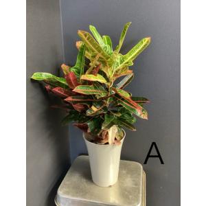 選べる 観葉植物 熱帯植物 クロトン インテリ...の詳細画像1