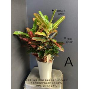 選べる 観葉植物 熱帯植物 クロトン インテリ...の詳細画像2
