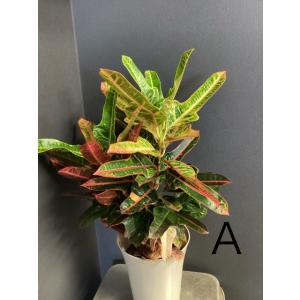 選べる 観葉植物 熱帯植物 クロトン インテリ...の詳細画像3