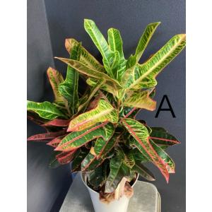 選べる 観葉植物 熱帯植物 クロトン インテリ...の詳細画像4